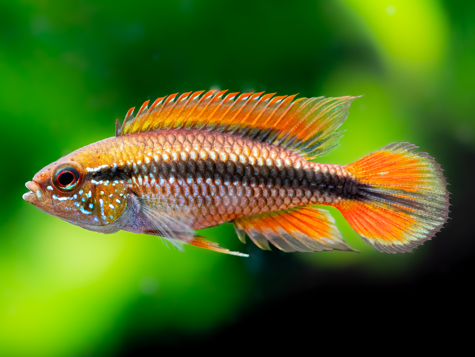 Intimate side view of the captivating Agassiz's Dwarf Cichlid, highlighting its unique coloration and markings