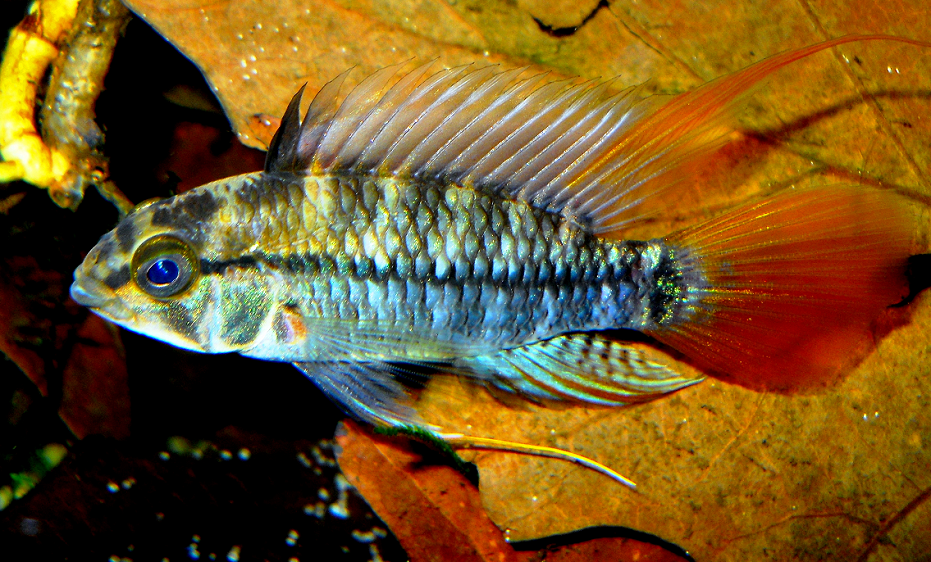 Side profile of Apistogramma eunotus, showcasing its striking color contrast and unique tail color.