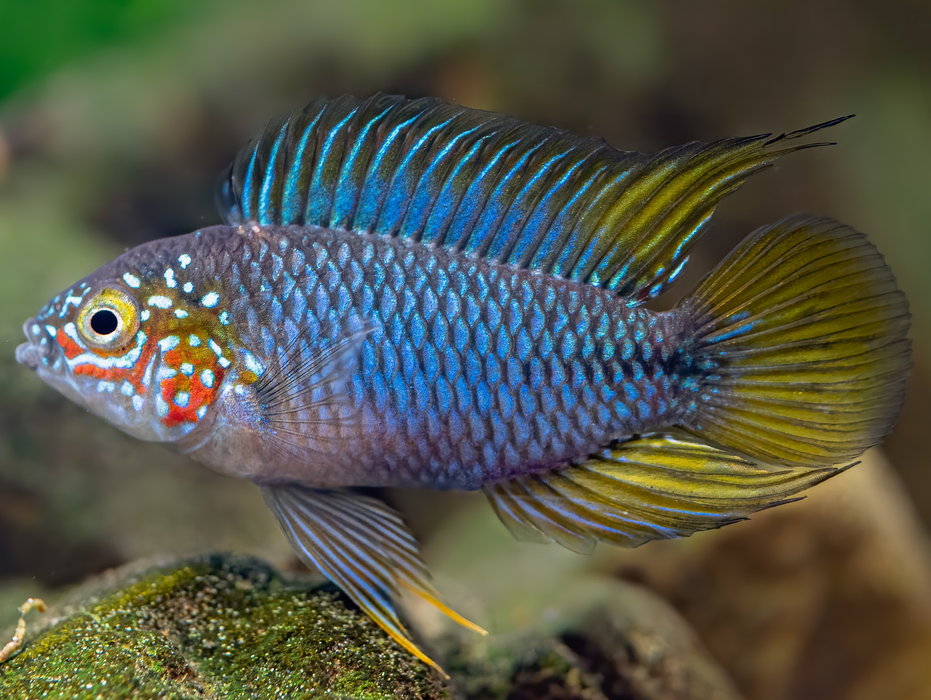 Close-up of Borelli's Dwarf Cichlid, revealing its intricate patterns and beautiful soft hues