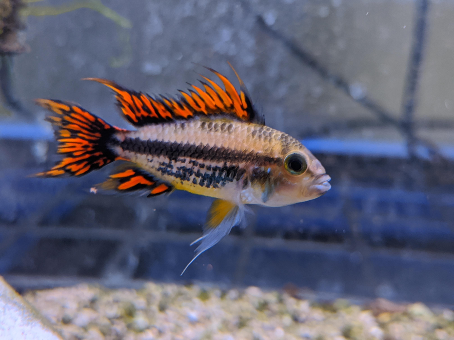 Detailed side view of the vibrant Cockatoo Cichlid, accentuating its unique multicolored fins