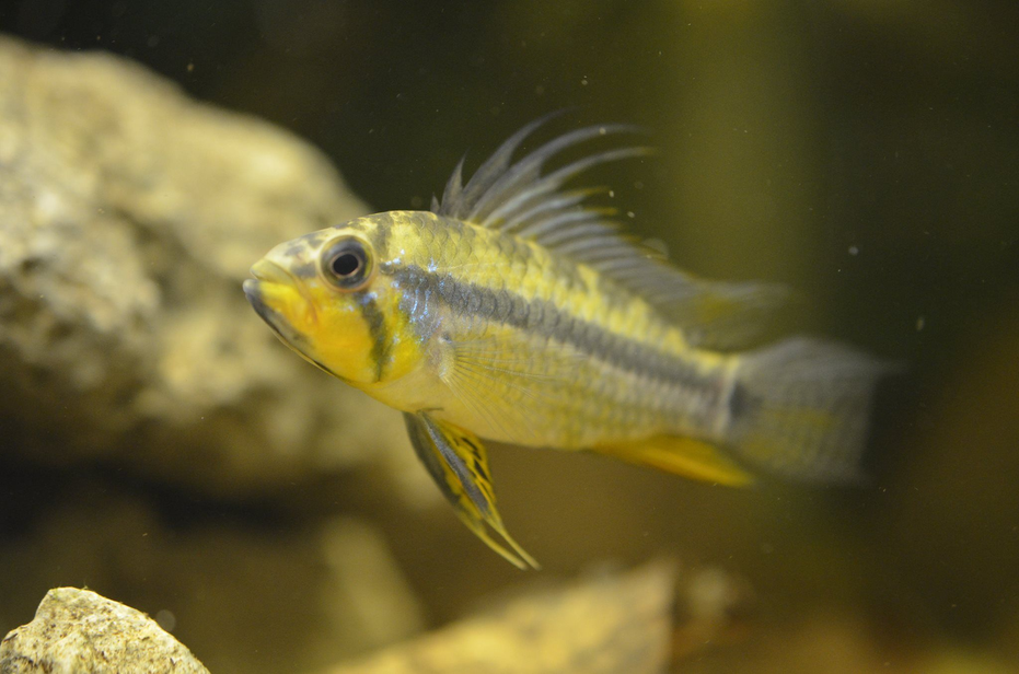 Close-up side view of the radiant Gold Dwarf Cichlid, showcasing its rich golden hues.