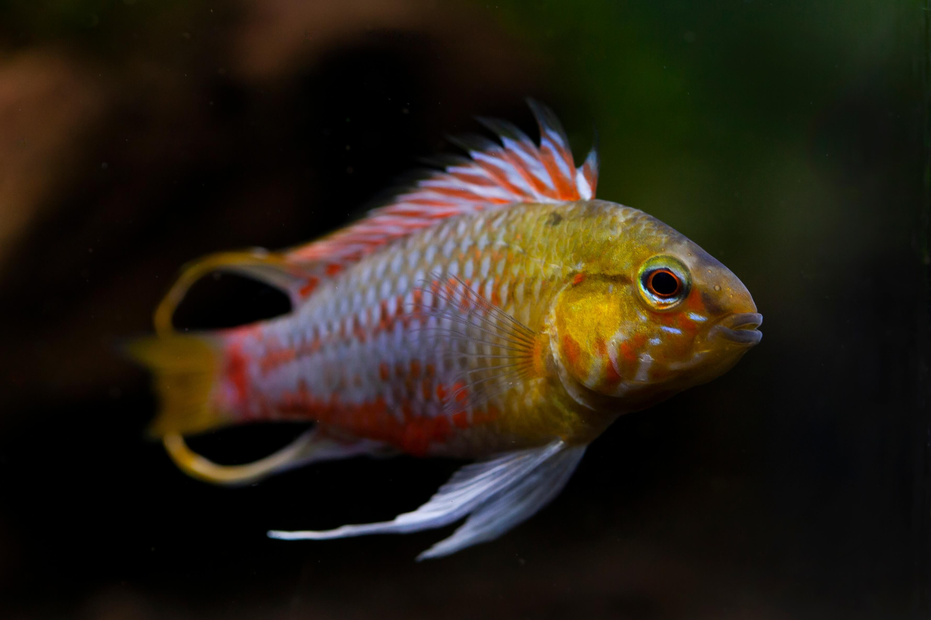Close-up side view of the striking Hongsloi Dwarf Cichlid, showcasing its vibrant red and blue colors.