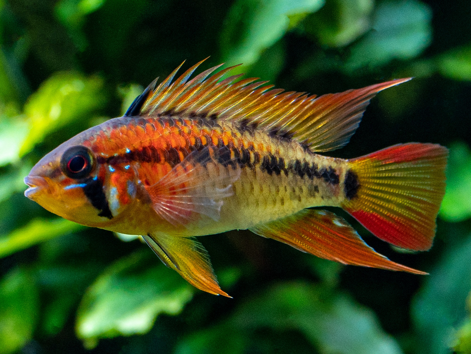 Detailed image of a Macmaster's Dwarf Cichlid, focusing on its bright colors and unique fin shape