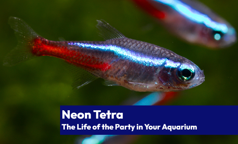 Beautiful neon tetra with vivid stripes and shimmering scales, reflecting the aquarium light.
