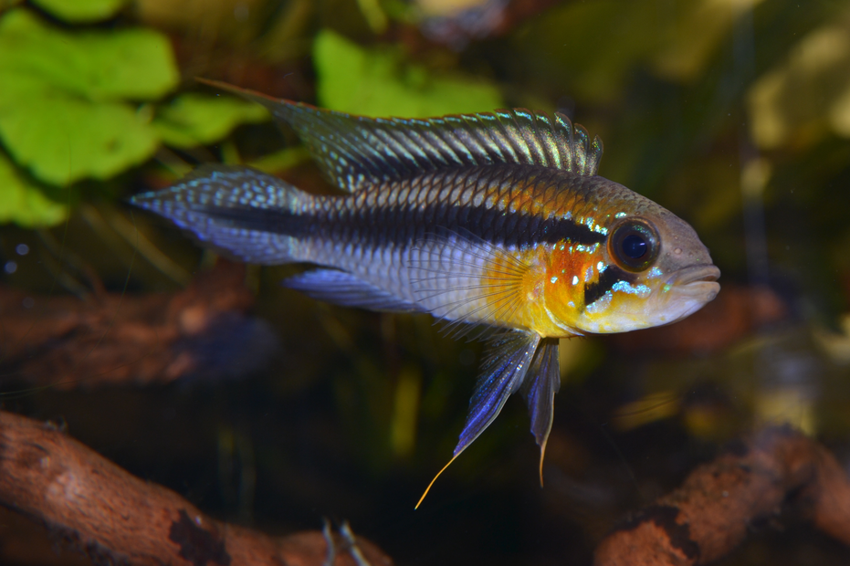 Side profile of Apistogramma gephyra, highlighting its distinct patterns and vibrant coloration