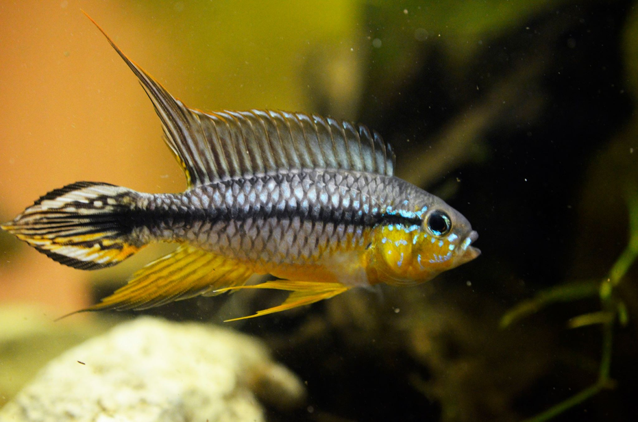 Detailed image of a Tefe Dwarf Cichlid, focusing on its unique patterns and elegant body shape