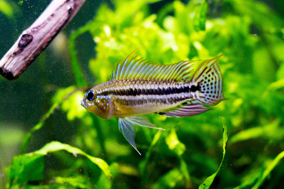 rofile shot of Apistogramma bitaeniata, revealing its radiant colors and distinctive stripes