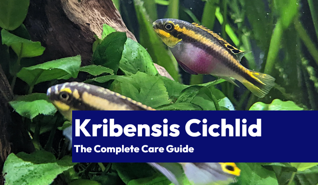 Kribensis Cichlid Care Guide