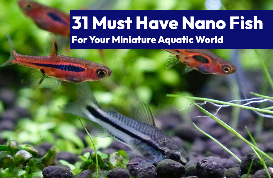 31 Must Have Nano Fish