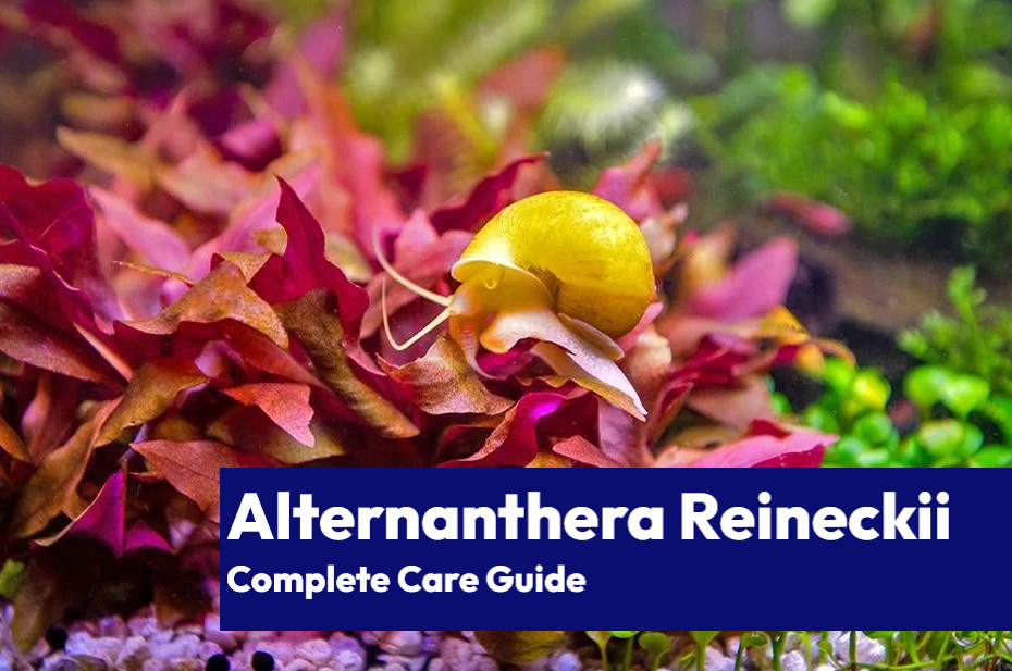 Alternanthera Reineckii Care Guide