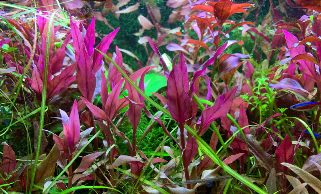 Alternanthera Reineckii planted in an aquarium