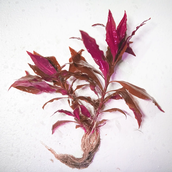 Stems of Alternanthera reineckii laid out