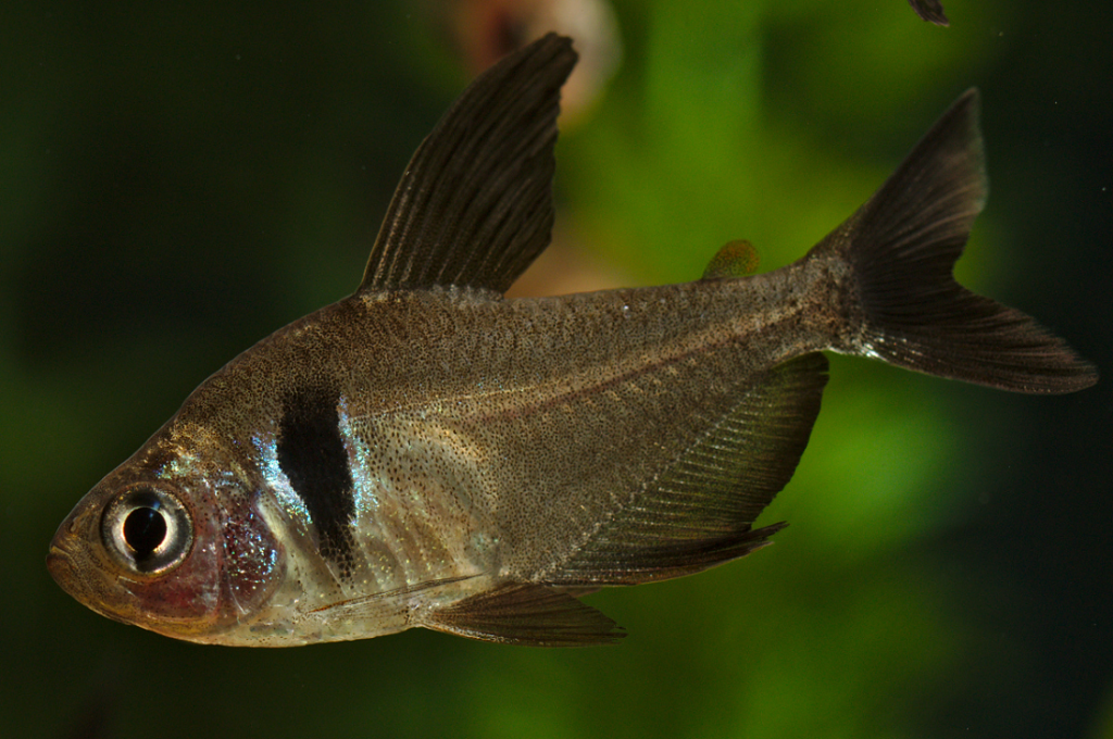 Close-up of a vibrant Black Phantom Tetra swimming in a planted aquarium