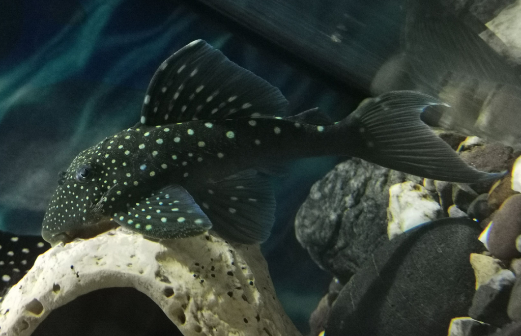 Blue Phantom Pleco in an aquarium