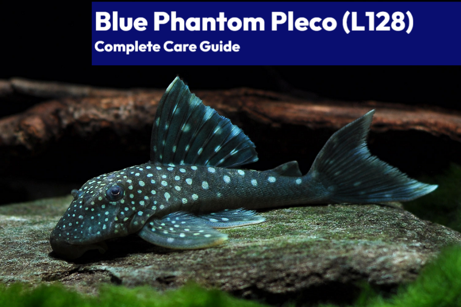 Blue Phantom Pleco Care Guide