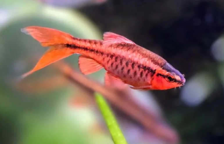 Red Cherry Barb