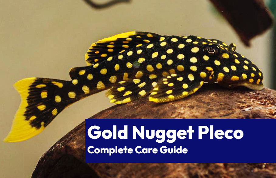 Gold Nugget Pleco Care Guide