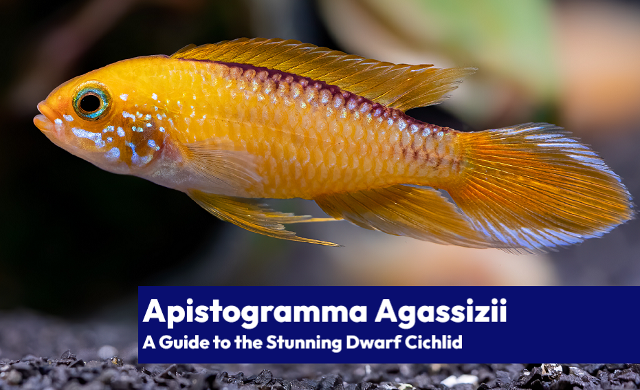 An extraordinary Apistogramma agassizii Fire Gold variant, flaunting a fiery gold body, black stripe, and striking red and gold fin coloration.