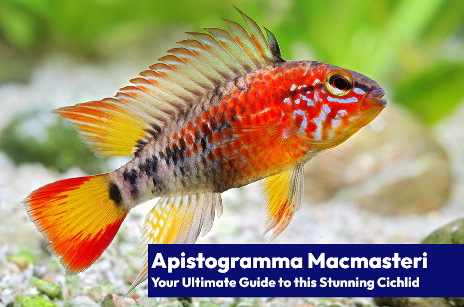 A detailed view of an Apistogramma Macmasteri "Red Neck" variant emphasizing the intricate patterns and varying shades of color