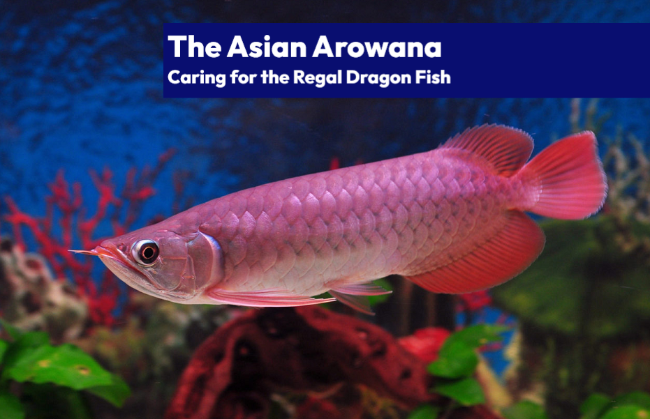 Stunning red Asian Arowana showcasing its vibrant scales and elongated fins
