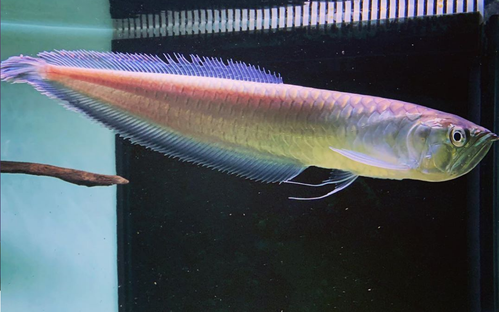 Intriguing black arowana displaying its interesting hues and fascinating scale patterns