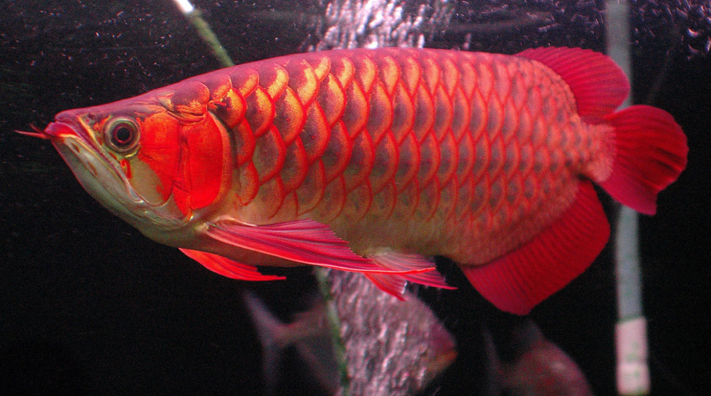 Eye-catching Blood Red Arowana highlighting its distinct color and impressive size
