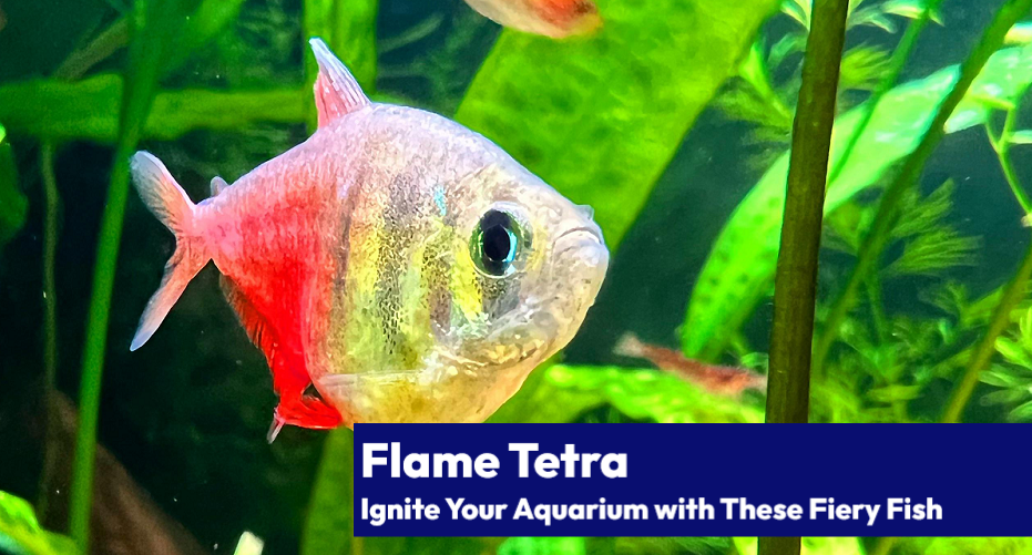 A vibrant Flame Tetra swimming gracefully in an aquarium, showcasing its bright orange and red coloration against a backdrop of aquatic plants