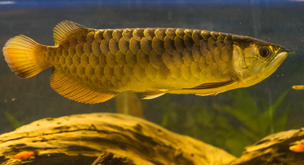 Exquisite Gold Arowana featuring its regal coloration and striking appearance
