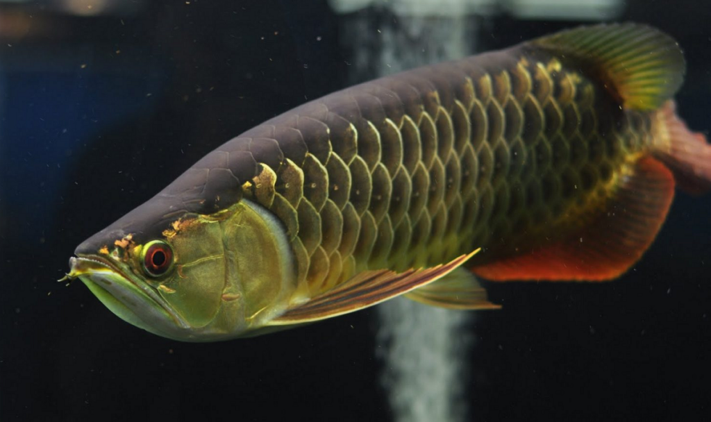 Intricate details of a Green Arowana's vibrant coloration and unique scale patterns
