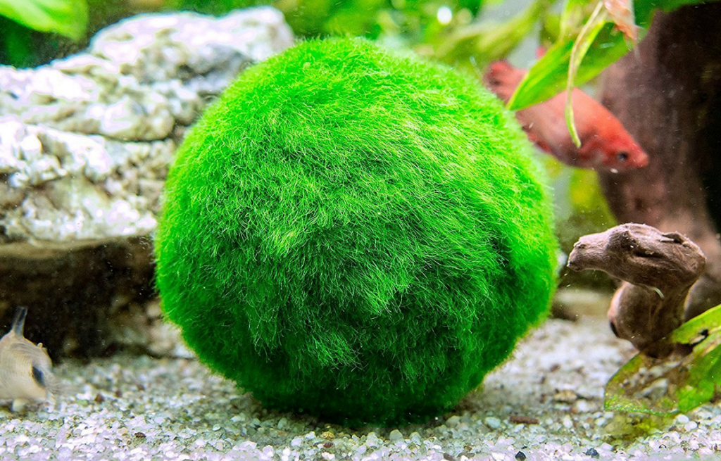 Marimo Moss Balls: Ultimate Guide to Growing Green Spheres of Joy