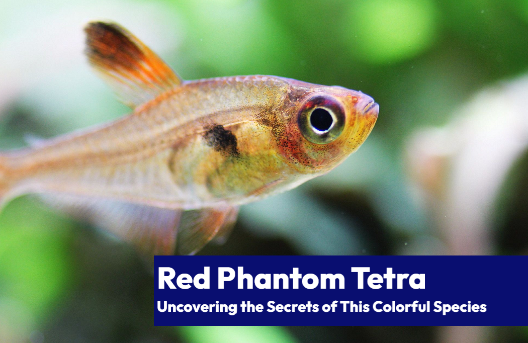 Red Phantom Tetra in motion, showcasing its elegant fins and radiant colors