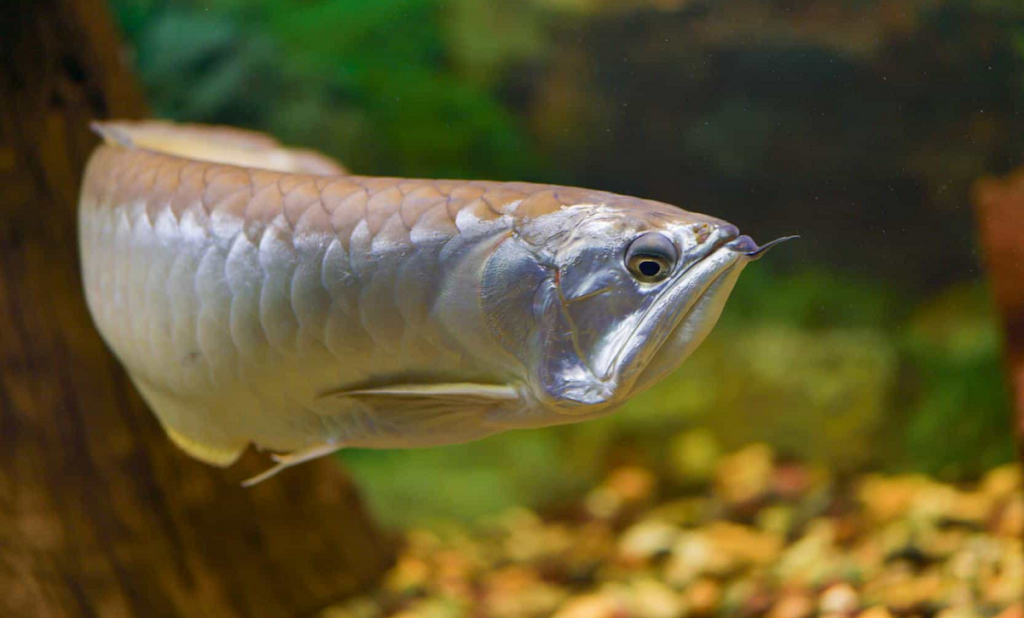 Close-up of a stunning Silver Arowana showcasing its iridescent scales and elongated body