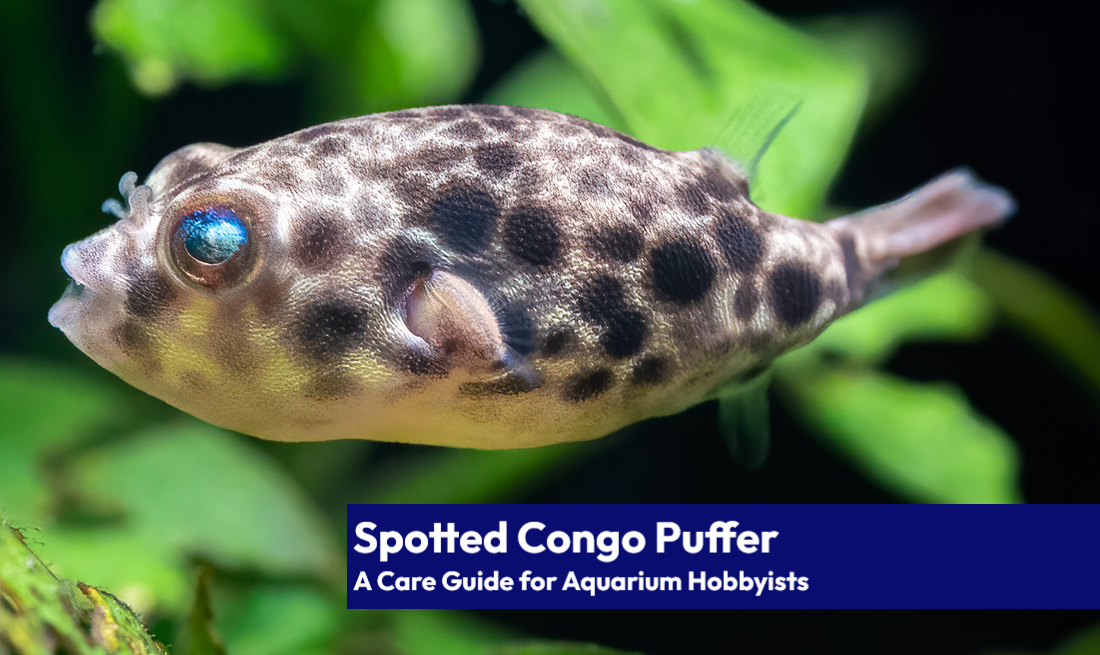 A magnificent Spotted Congo Puffer (Tetraodon schoutedeni) making its way through a planted aquarium