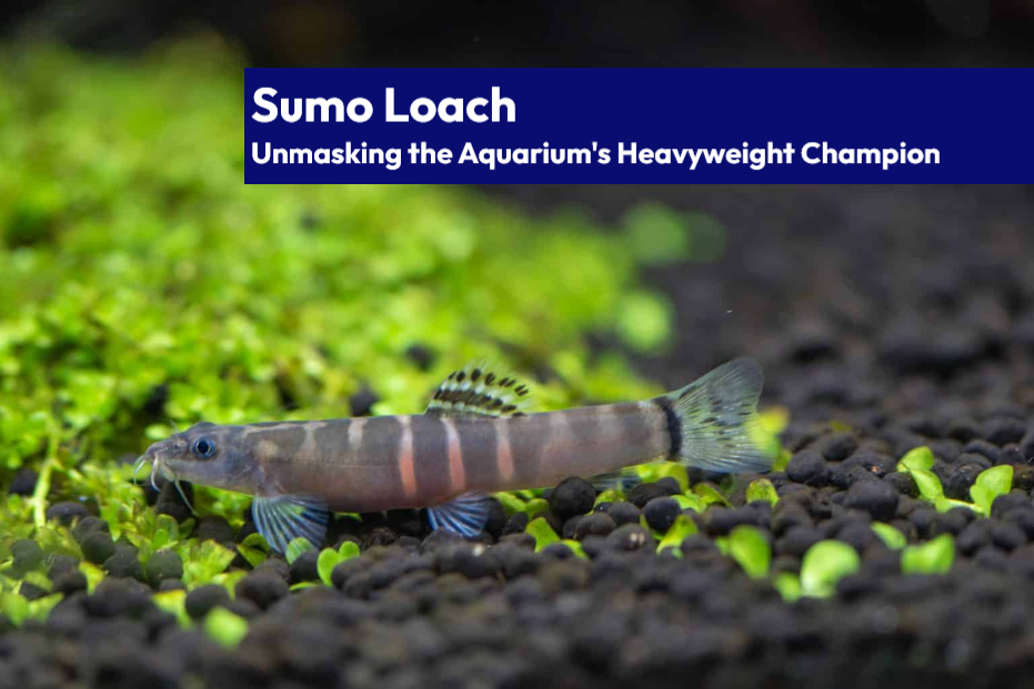 A close-up of the Sumo Loach's unique striped markings, perfect for blending into its natural habitat